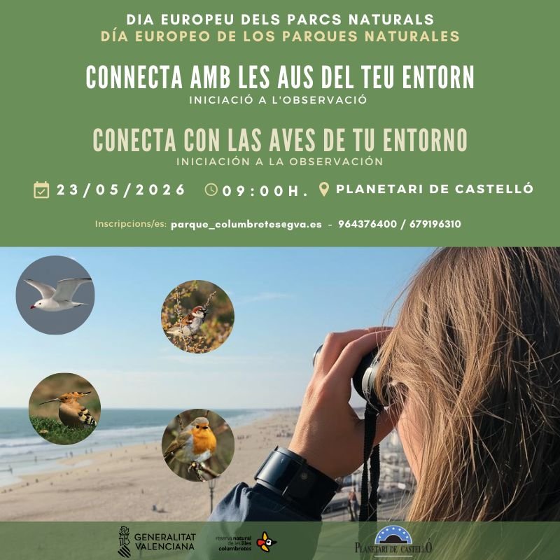 actividad aves